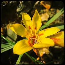 Image result for Tritonia