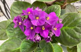 When the hot weather and vacations are here, your i've even seen bagging expanded to light stands. Get It Growing Grow An African Violet To Keep The Winter Blues Away Sequim Gazette