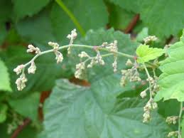 Den hopfen kan man ernten wenn die blu'te voll erblút ist und man. Baumschule Eggert Blutenstraucher Baumschulen Heckenpflanzen Hopfen Humulus Lupulus Gibt Es Hier Gunstig In Unserem Online Shop