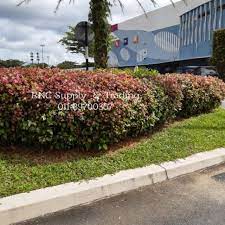 Pagar rumah merupakan hal pertama yang dilihat ketika akan memasuki suatu hunian. Pokok Pagar Anak Pokok Bunga Raya Mix Colour Random Daun Batik Merah Hijau Shopee Malaysia