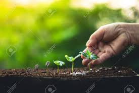 For example, here is a vanilla bean plant growing indoors on a wooden support: Grow Coffee Beans Plant Coffee Tree Hand Care And Watering The Stock Photo Picture And Royalty Free Image Image 99132654