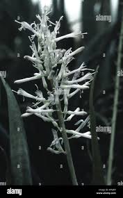 Image result for Sansevieria dooneri