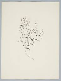 Image result for Xenostegia medium