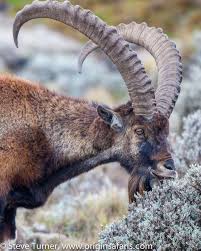 The Walia Ibex Is An Endangered Species And Endemic To Ethiopia It Lives In Very Steep Rocky Cliff Areas Between 2 500 Species Walia Ibex Endangered Animals