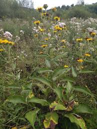Image result for Inula mannii