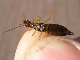This creates a conundrum for gardeners… should earwigs be allowed to remain in your garden to eat up aphids and other pests? How To Get Rid Of Earwigs In House And Keep Them From Getting Back Inside How I Get Rid Of