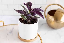 Image result for Strobilanthes