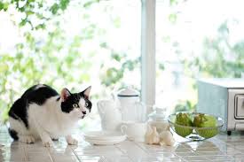 Cats are sensitive to strong, pungent odors and tend to avoid them. How To Keep Cats Off Counters Catster