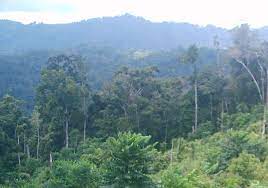 Forestry Learning Characteristic Of Indonesian Rainforests