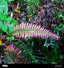 Image result for Blechnum attenuatum