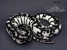 New Genetic Line Canadian Specialty Exotics Pet Snake Ball Python Cute Snake