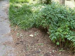 Joey williamson, ©2014 liriope can be used as a groundcover under trees and shrubs and as a massed planting on slopes. What S An Effective Way To Get Rid Of Liriope My Entire Front Yard Hometalk