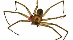La reclusa chilena, araña de rincón, araña violinista o araña de los rincones (loxosceles laeta), es una especie de araña araneomorfa de la familia sicariidae (antes de la familia loxoscelidae) que suele esconderse en grietas y rincones de difícil acceso, de ahí viene su nombre. Picadura De Arana En Elda La Arana Violinista Un Peligro Anda Suelto