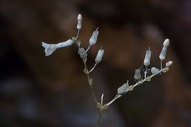 Image result for Gymnosiphon