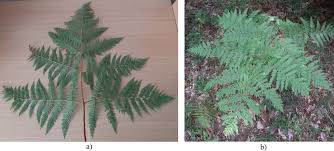 Image result for Pteridium