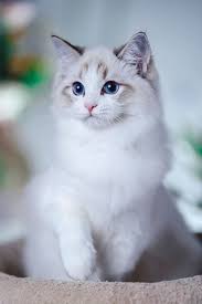 New animals arrive every day at the shelter, so remember to check the website often. Where To Find Free Ragdoll Kittens Kitten Adoption Ragdoll Kitten Cute Cats And Kittens