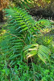 Image result for Alafia zambesiaca