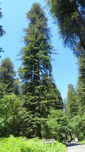 Here's a pine tree coloring page for your little nature lover to color. Redwood National Park And Associated California State Parks 2012 Boreal B L Og