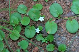 Image result for Evolvulus nummularius