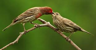 Birds With Red Heads Uk Small Brown Bird With Redhead Google Search Wild Birds Unlimited Finches Bird What Is A Bird