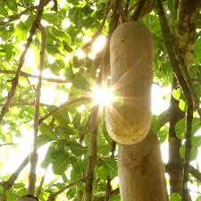 Image result for Kigelia