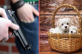 That means up to 83 percent, or 10 weeks, of the total socialization period is in the hands of the breeder. These Countries Search For Guns More Than They Search For Puppies