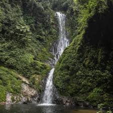 Image result for Disa eminii