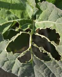 What S Eating My Garden Leaves What To Do For Insects Eating Leaves Garden Pests Plants Insect Eating Plants