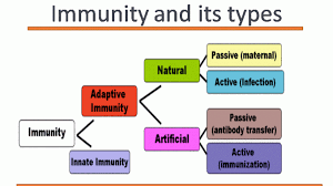 Since it is made up of five ig subunits bound together, it has very high avidity. Immunity And Its Types Innate And Acquired Immunity Online Biology Notes