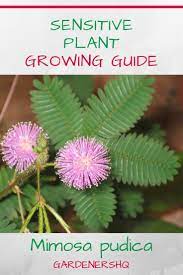 How To Grow Mimosa Sensitive Plant Pudica In The Garden Or At Home Sensitive Plant Mimosa Plant Plants