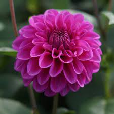 A member of the compositae (also called asteraceae) family of dicotyledonous plants, its garden relatives thus include the sunflower, daisy, chrysanthemum. Dahlia Purple Fox
