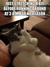 Some Of The Most Hilariously Weird Things Cats Do Animal Captions Funny Animal Pictures Funny Animals