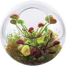 Dunecraft Venus Fly Trap Glass Terrarium Walmart Com Carnivorous Plants Terrarium Carnivorous Plants Carnivorous Plants Care