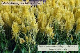 Caracteristicas Y Cuidados De La Celosia Plumosa Con Imagenes Flores Preciosas Flores Hierbas