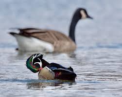 Birds Of Central Illinois Melinda Garner Nature Photographs Waterfowl Birds