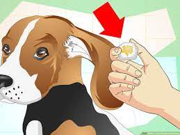 How To Treat Dog Ear Infections With Pictures Wikihow