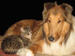 You can see the difference! Liver Shunt In Cats Newt The Cat Interviewed