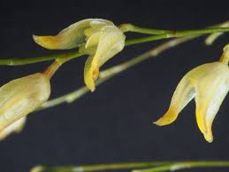 Image result for Summerhayesia zambesiaca