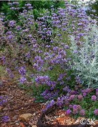 What kind of water does the cleveland sage need? Salvia Clevelandii Pozo Blue California Flora Nursery