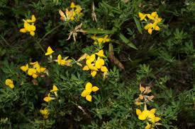 Image result for Lotus corniculatus