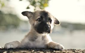 If you have a german shepherd and are bringing home a baby… bringing home a baby is an incredibly exciting moment in the life of every family. Wallpaper 1920x1200 Px Babies Dog Eyes Faces German Puppy Shepherd 1920x1200 Wallup 1640837 Hd Wallpapers Wallhere