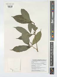 Image result for Aulacocalyx