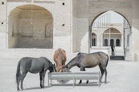 Only the best hd background pictures. Horse Day Dayr E Gachin Desert Life Lifestyle Mostafa Meraji Qom Province Hd Wallpaper Peakpx