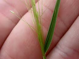 Image result for Digitaria compressa