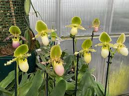 Image result for Paphiopedilum