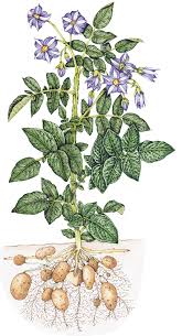 Image result for Solanum tuberosum