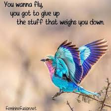 Fly Bird Quote Awesome Quotes By Women Beautiful Birds Pretty Birds Pet Birds