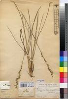 Image result for Eragrostis nindensis