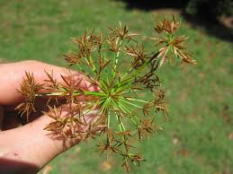 Image result for Cyperus haspan