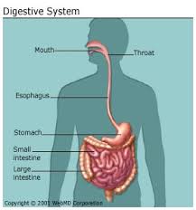 Start studying unit 8 health test. Science Health Lifestyle Year 8 Flashcards Quizlet